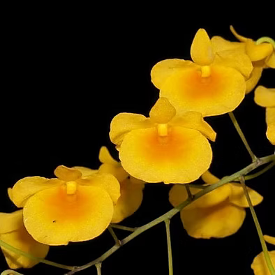 Dendrobium lindeyi