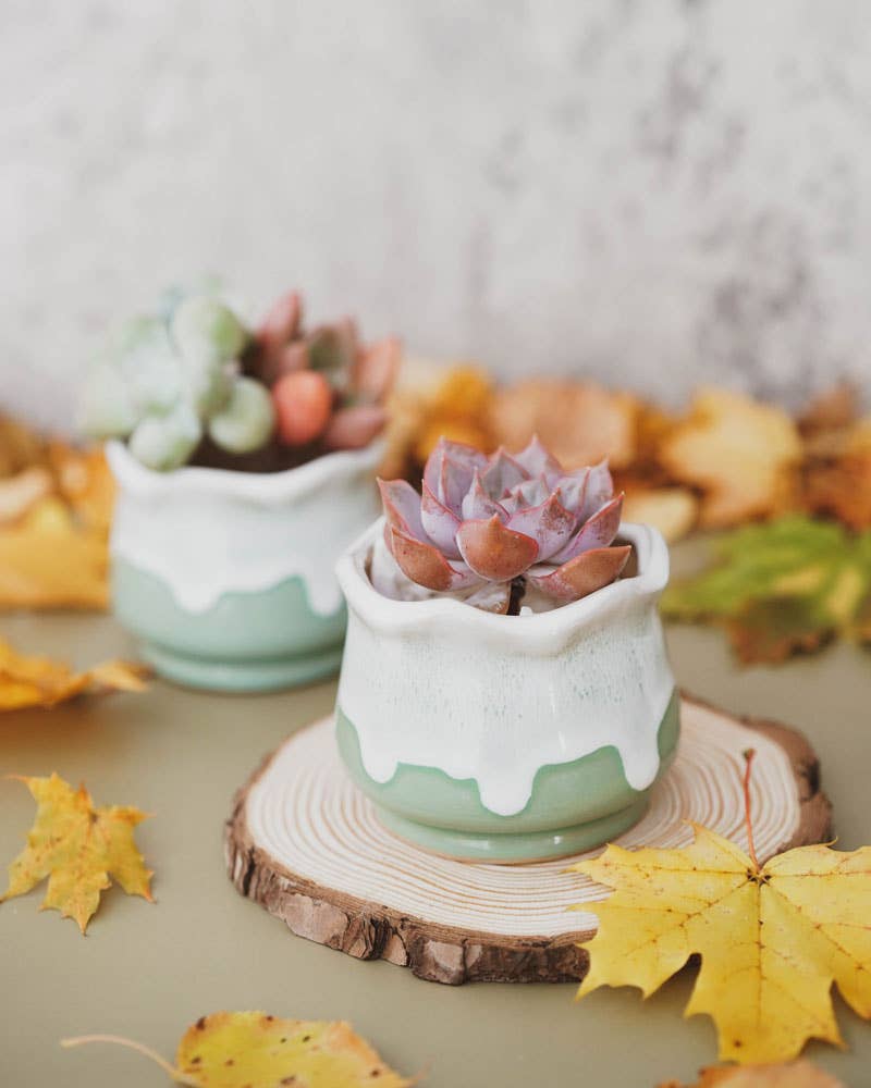 Milky Green Lotus