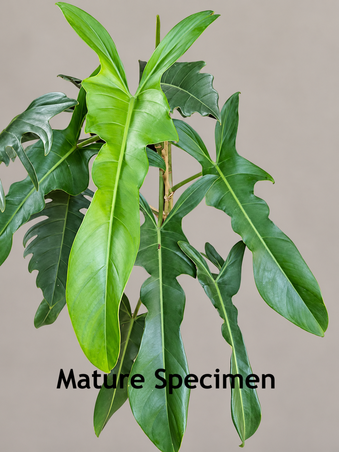 Philodendron Jerry Horne
