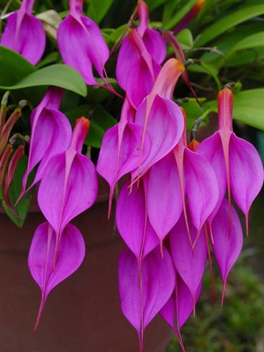 Masdevallia rosea