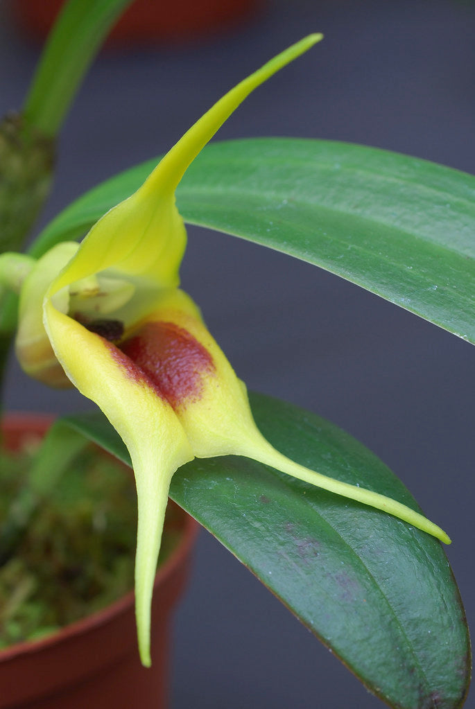 Masdevallia elephanticeps