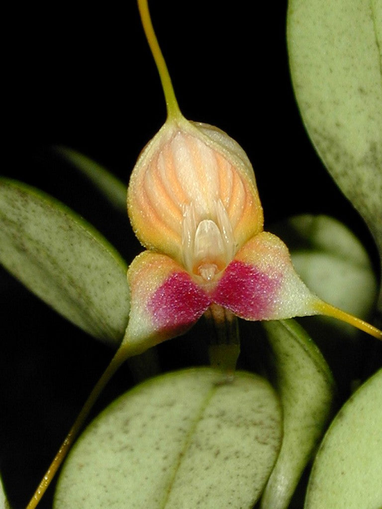 Masdevallia lychniphora