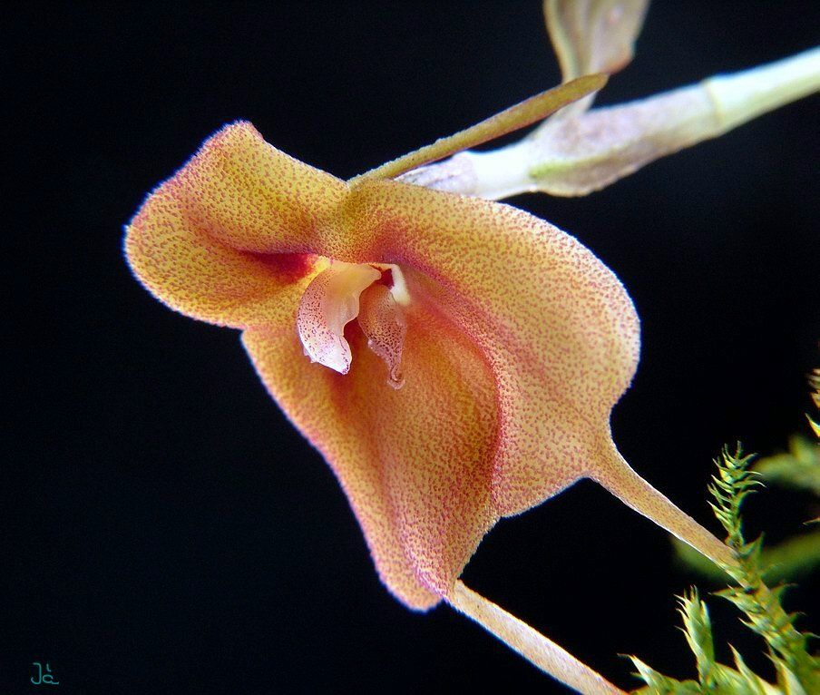 Masdevallia rubiginosa