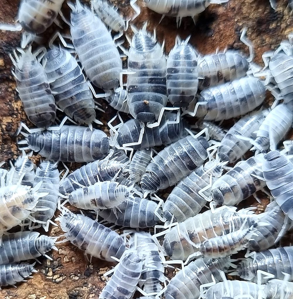 Isopods - Porcellionides Pruinosus - Oreo Crumble