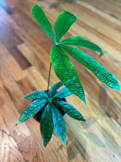 Anthurium Crocodile Hands