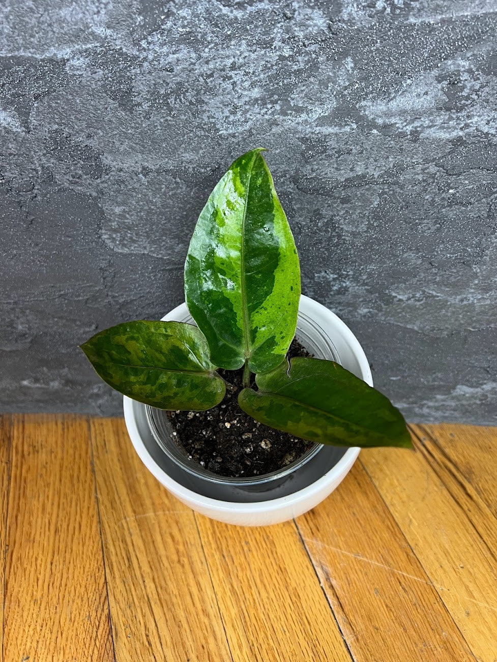 Anthurium Hookeri Variegated