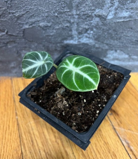 Alocasia Black Velvet