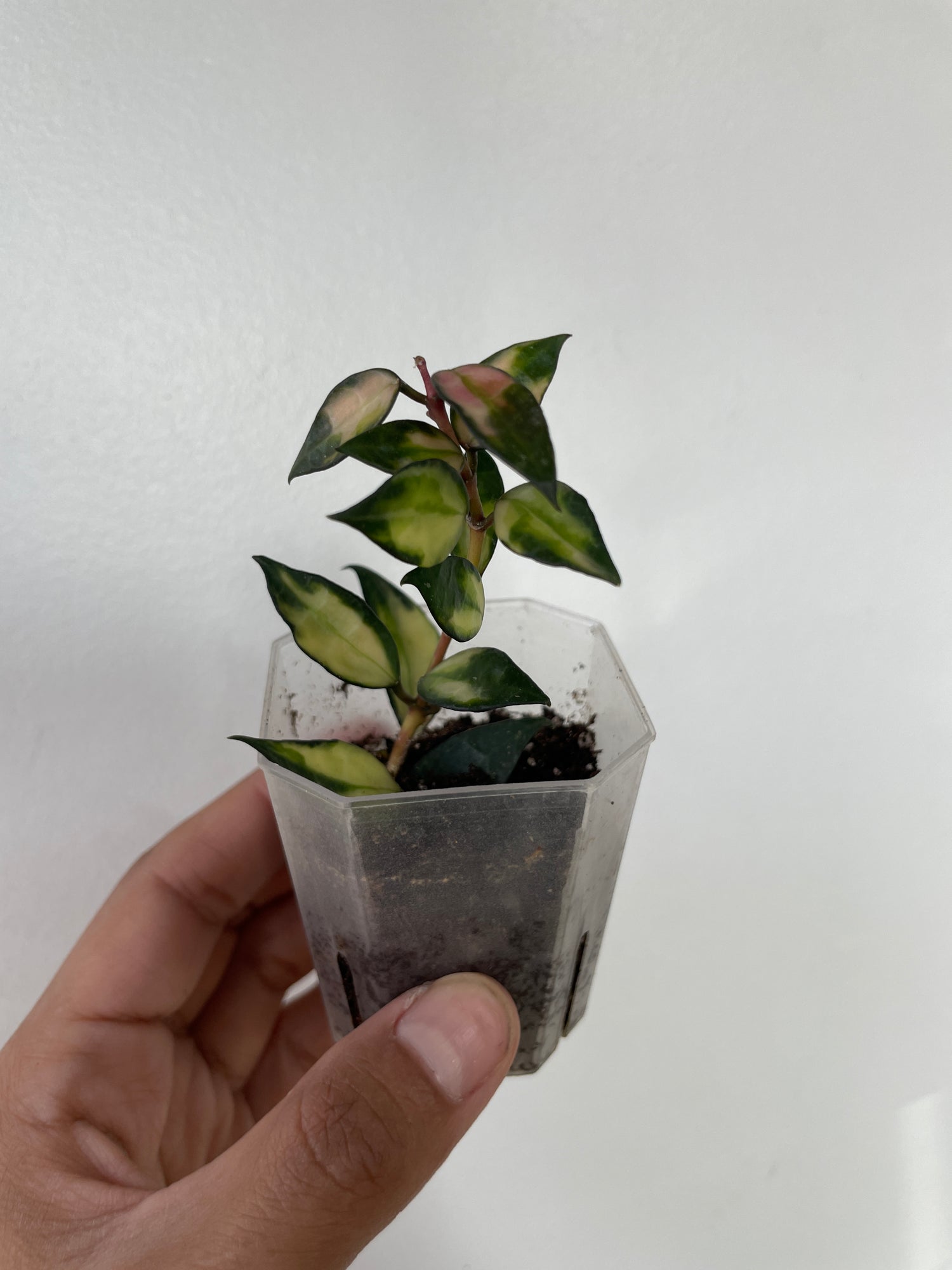 Hoya Lacunosa Variegated