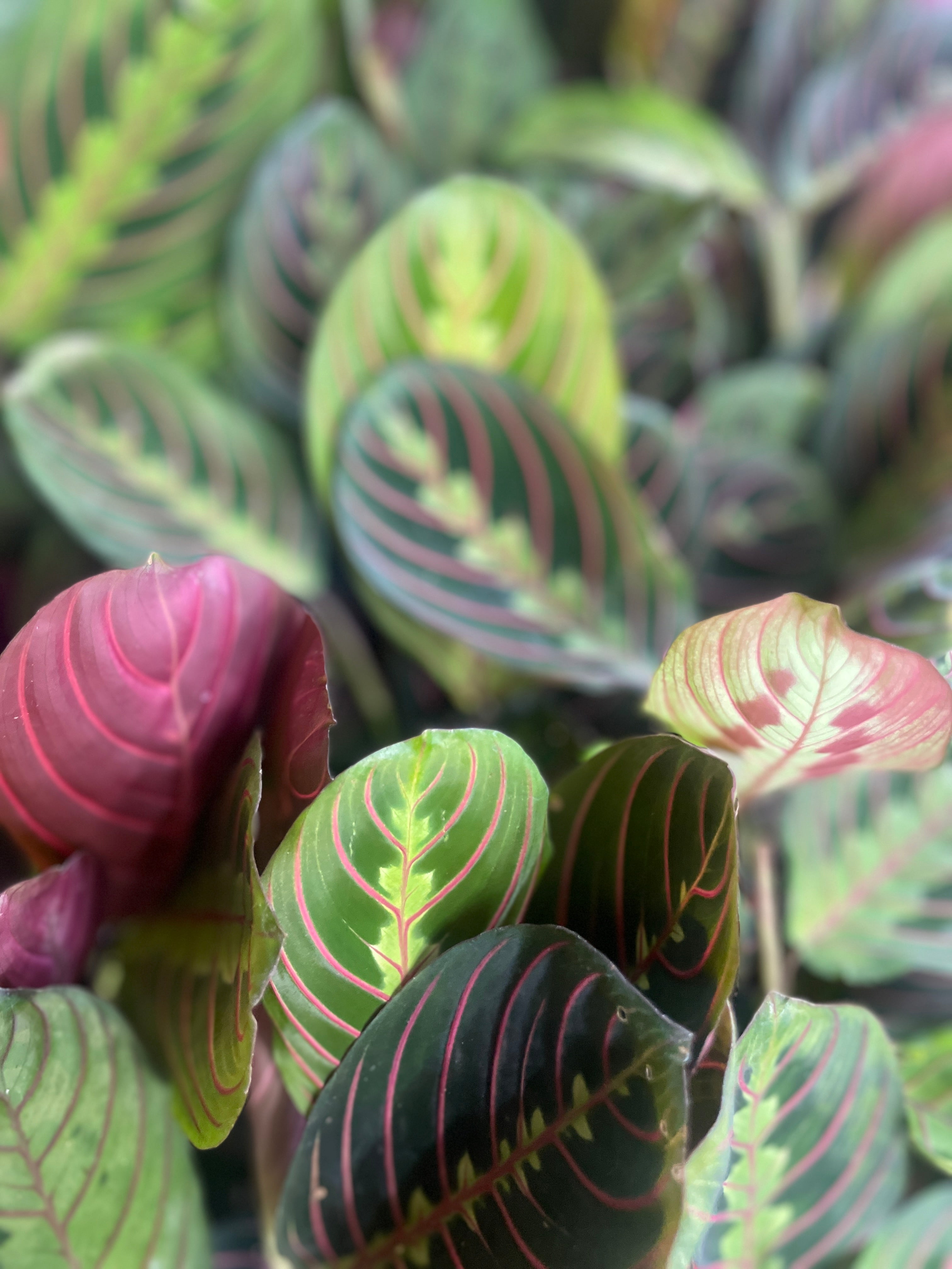 Maranta Red - Prayer Plant