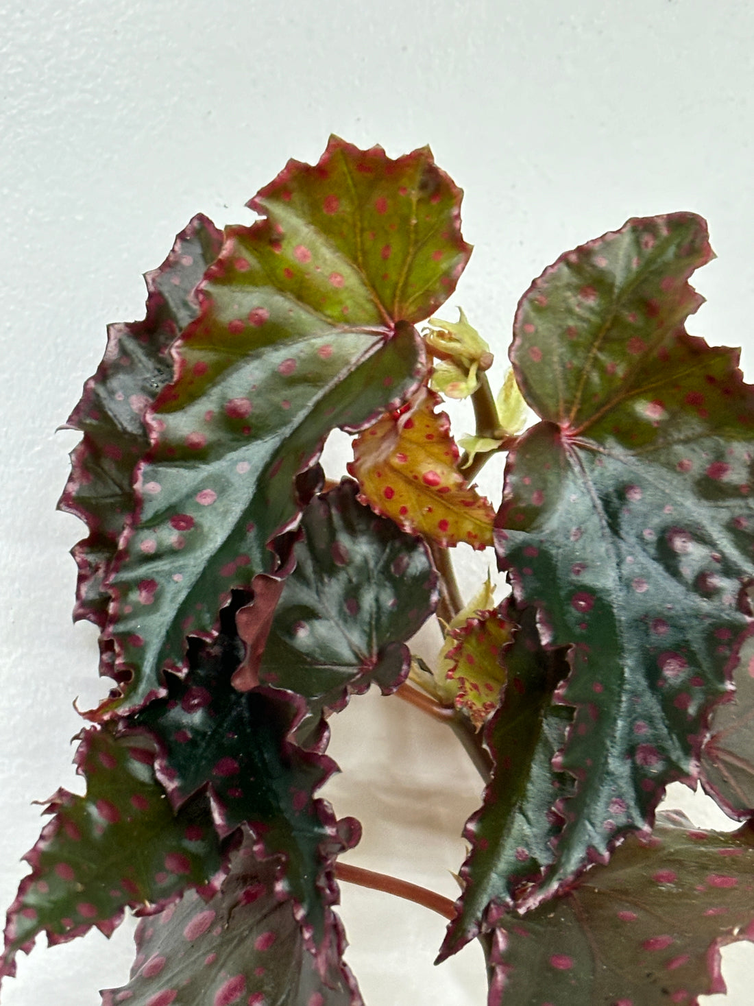 Begonia Amphioxus x Darthvaderiana