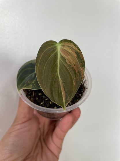 Philodendron Melanochrysum variegated