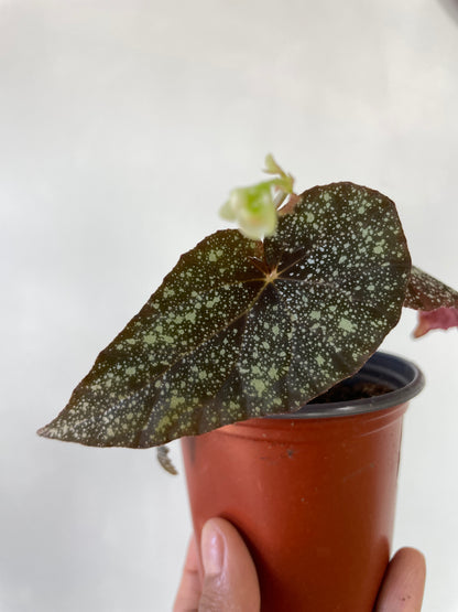 Begonia moona