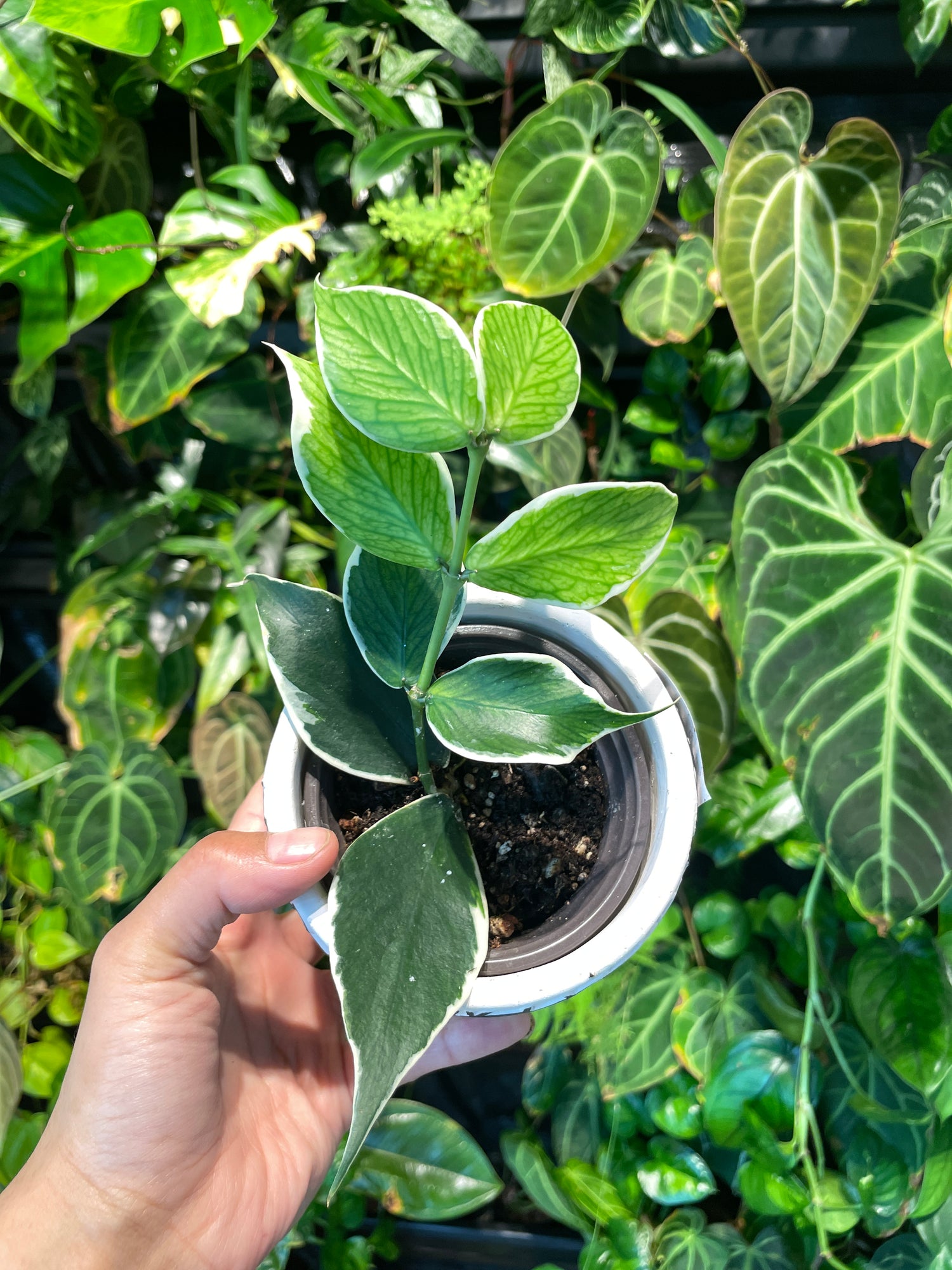 Hoya Polyneura Albomarginata