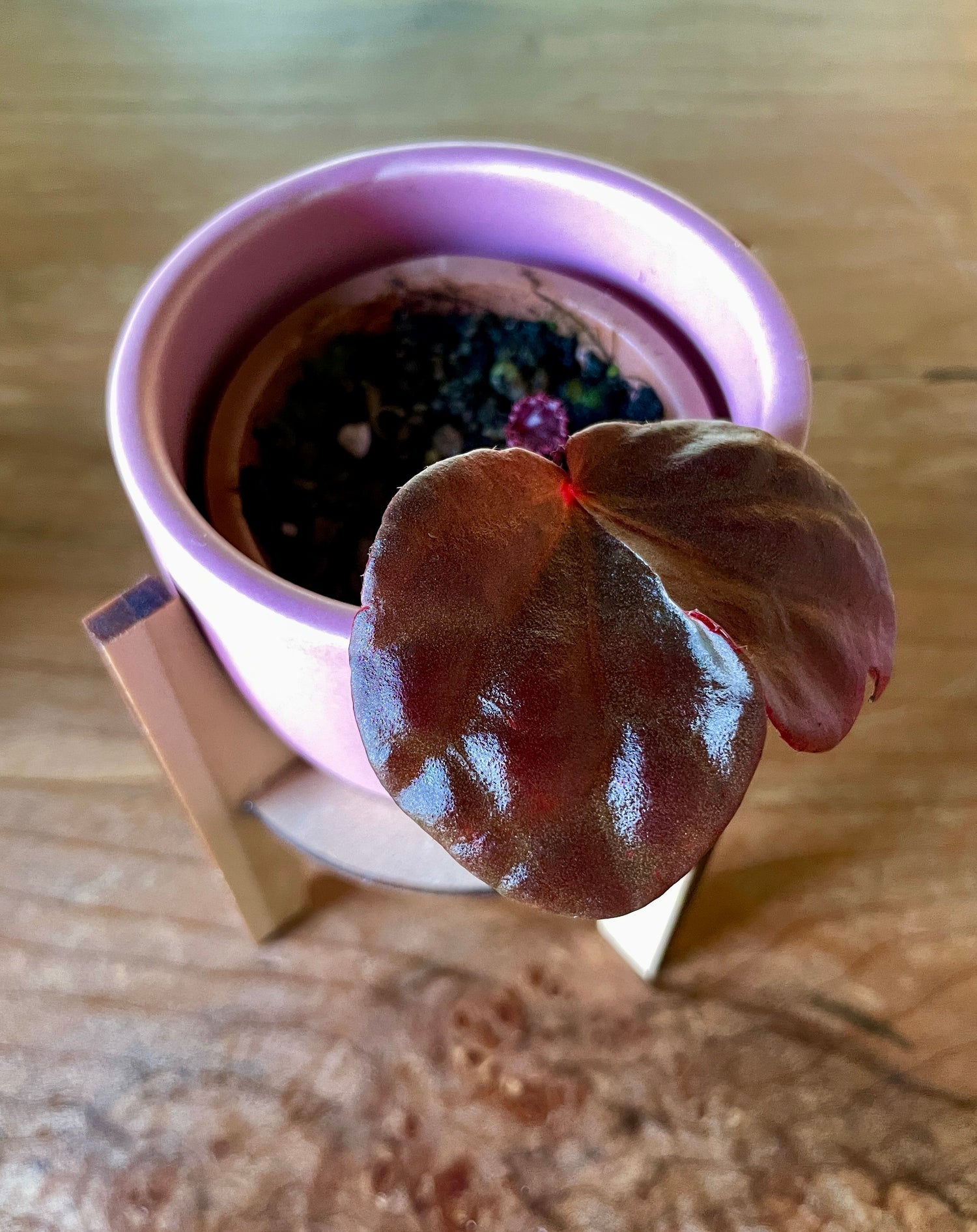 Begonia Coriacea x Rajah
