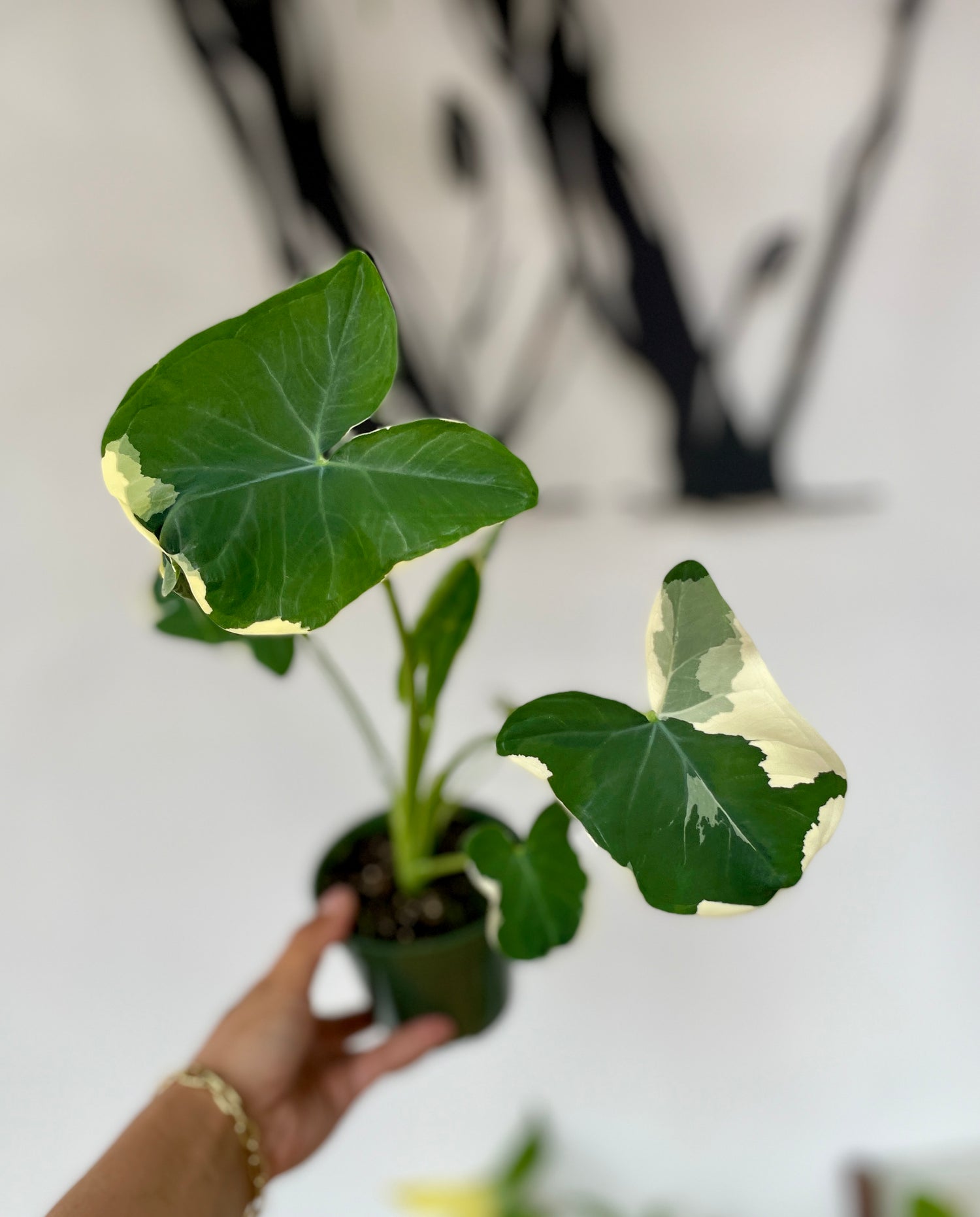 Alocasia Mickey Mouse