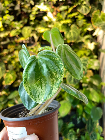 Peperomia watermelon variegated