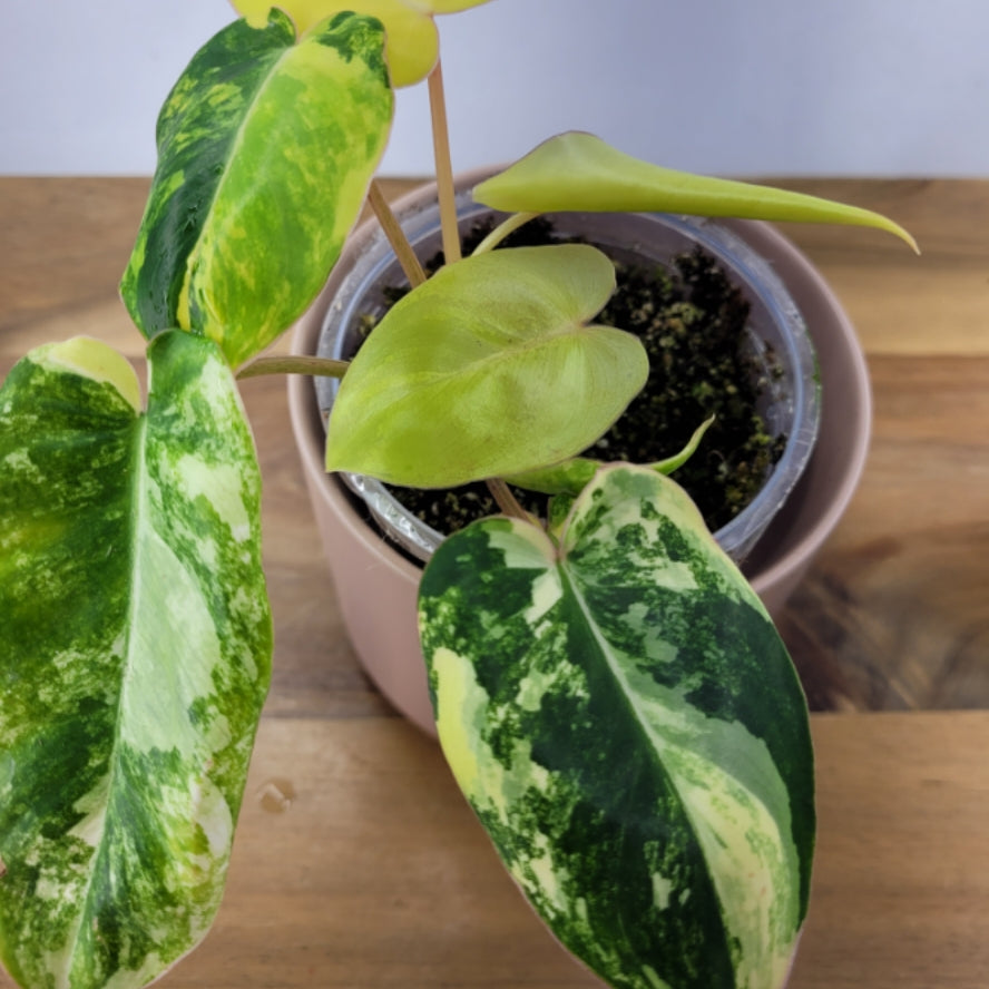 Philodendron Burlemarx Variegated