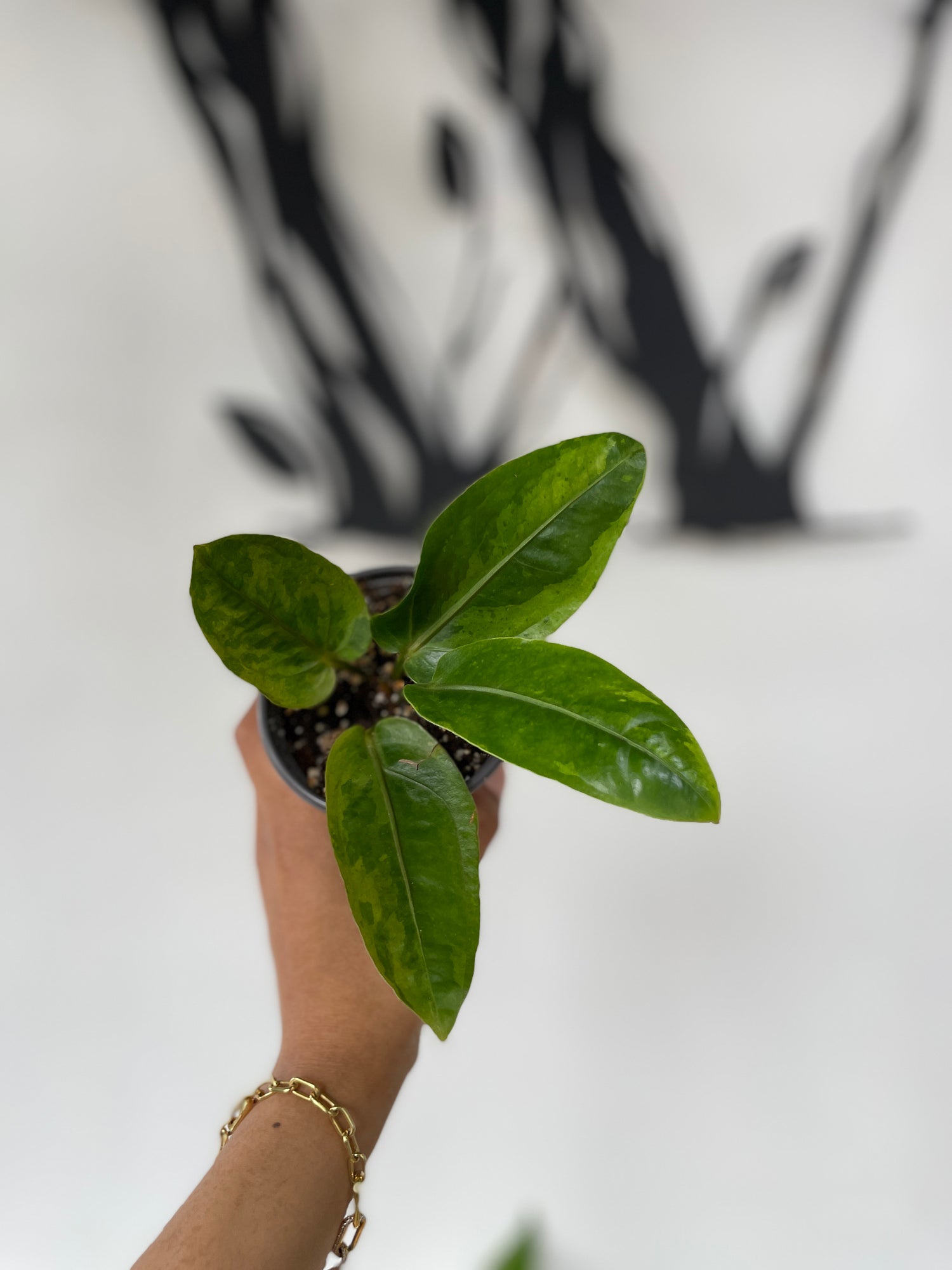 Anthurium Hookeri Variegated