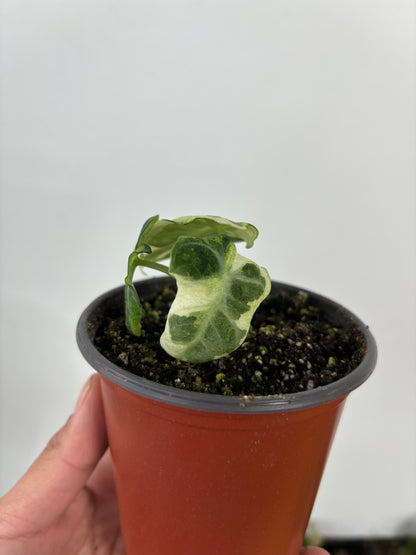 Alocasia Black velvet Variegated