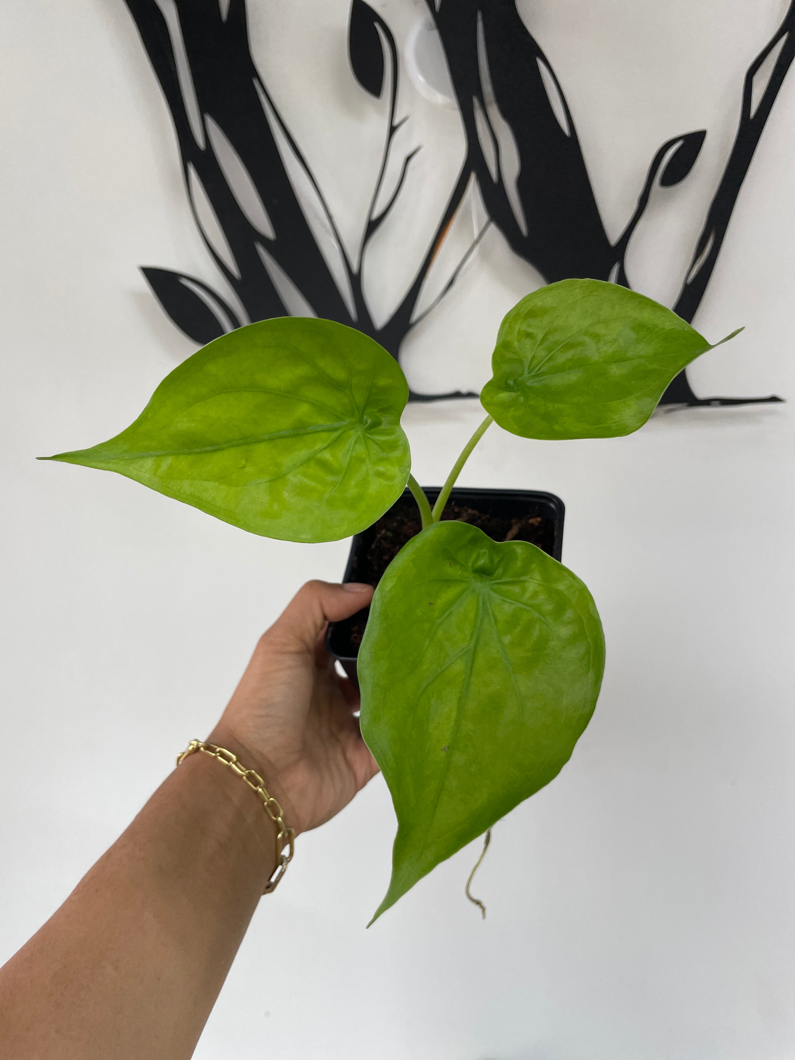 Alocasia Cucullata Gold