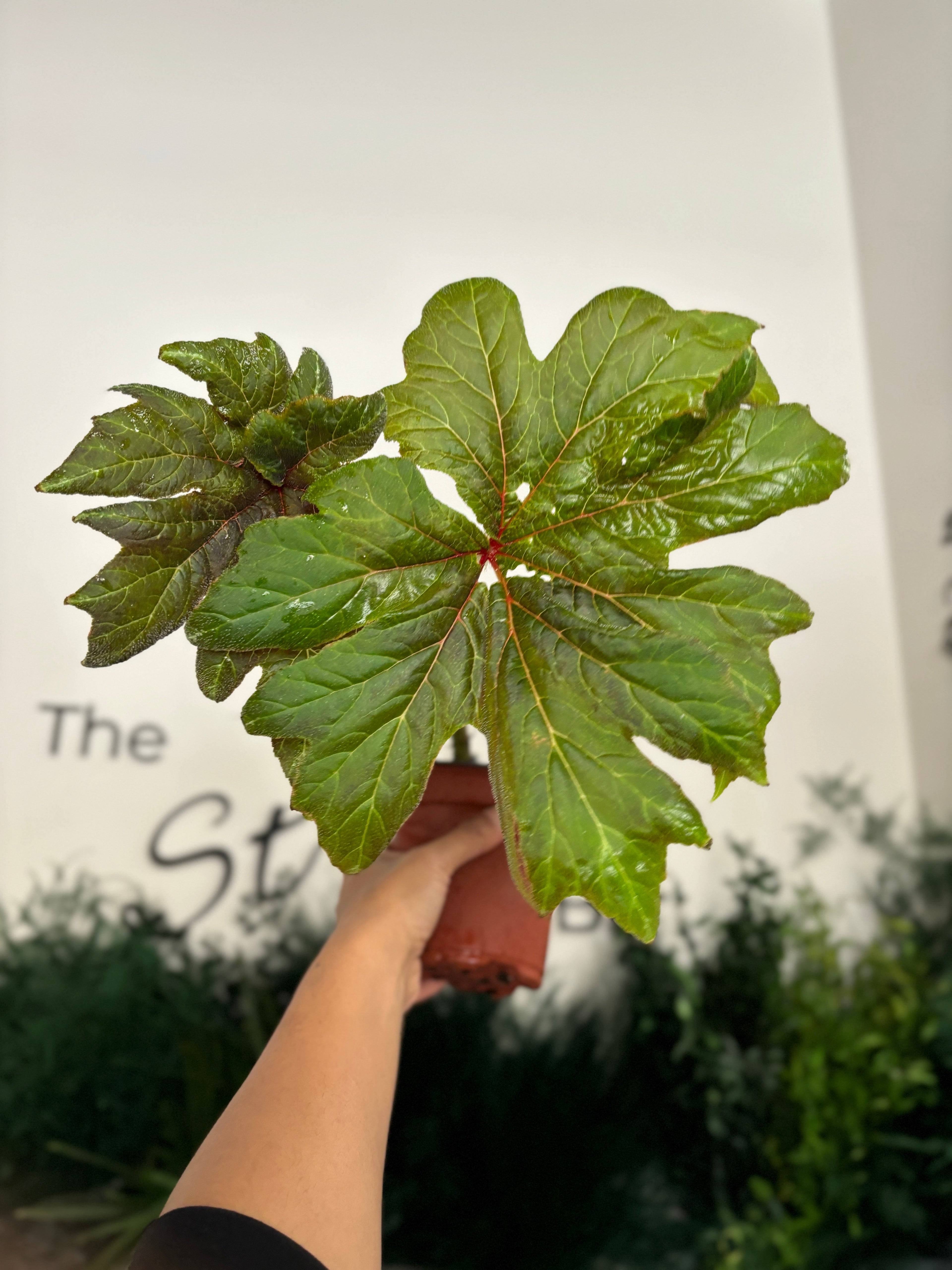 Begonia Ludwigii