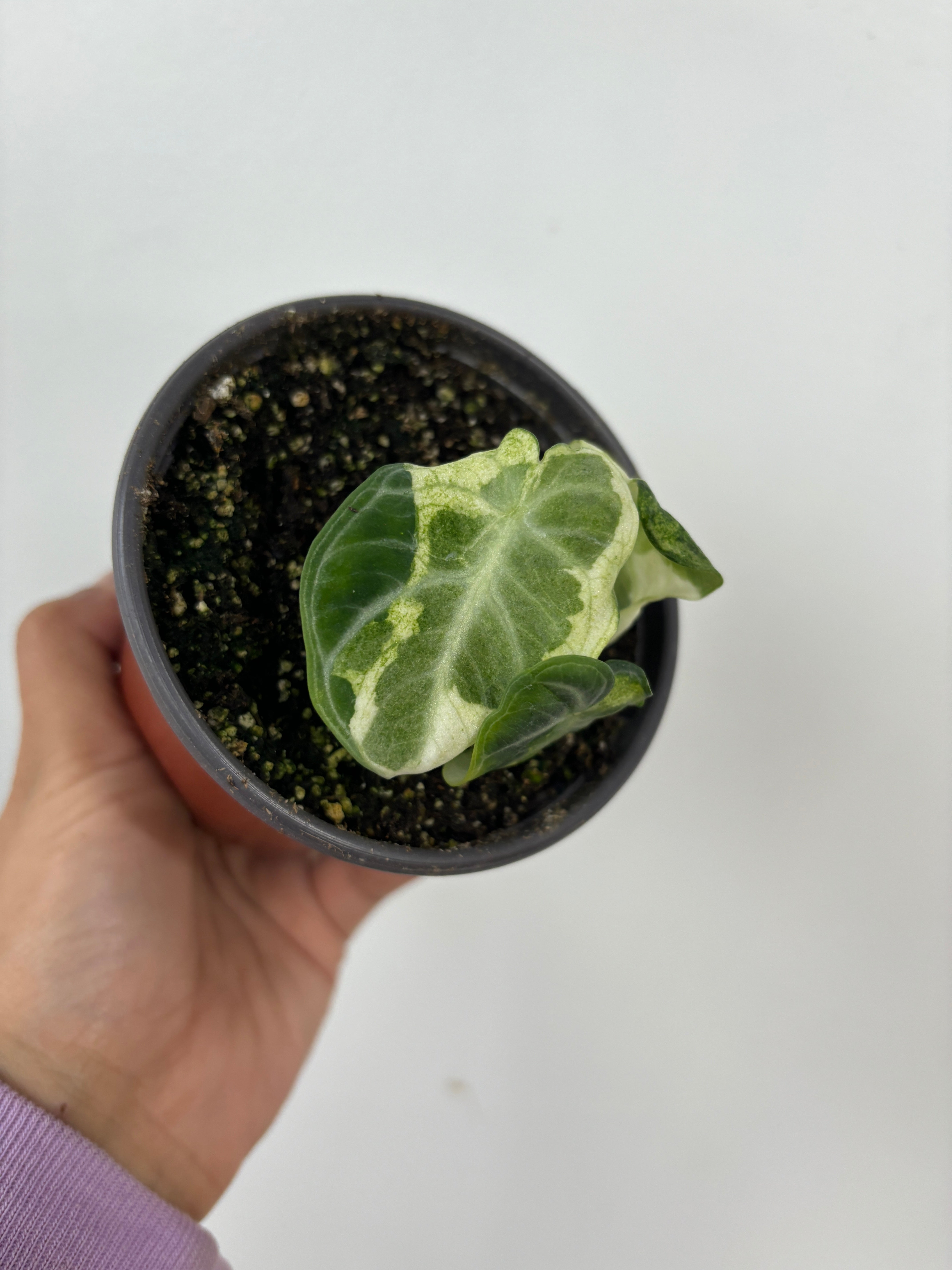 Alocasia Black velvet Variegated