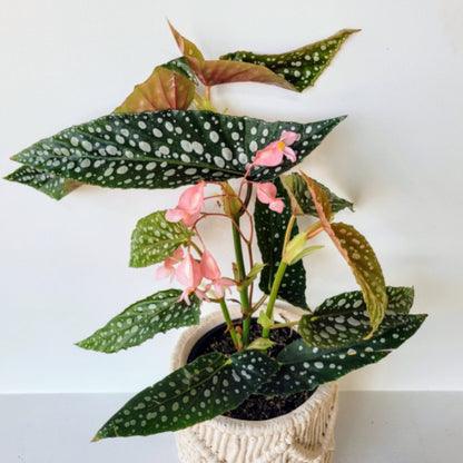 Begonia Maculata 4&quot;