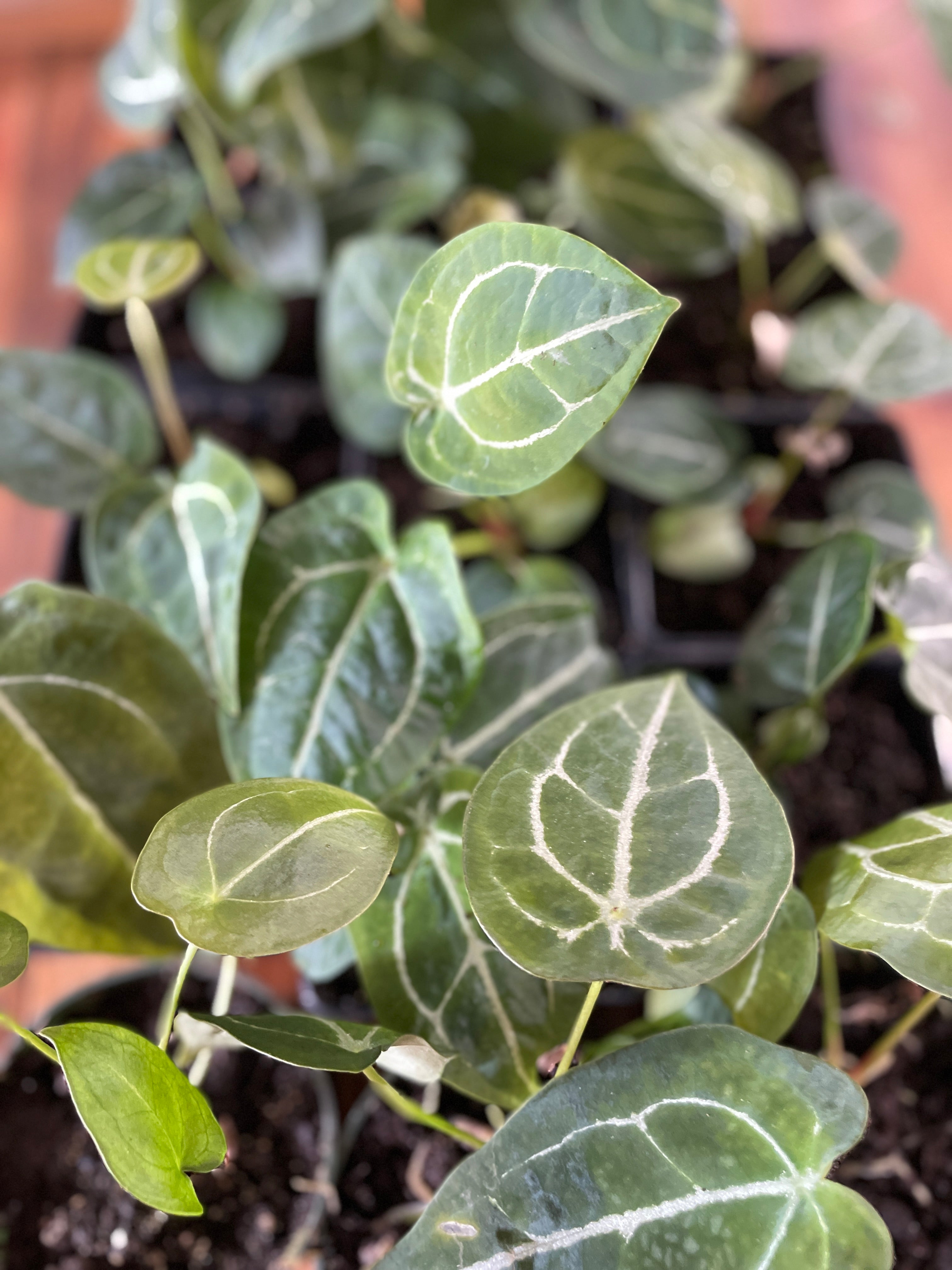 Anthurium Forgetii