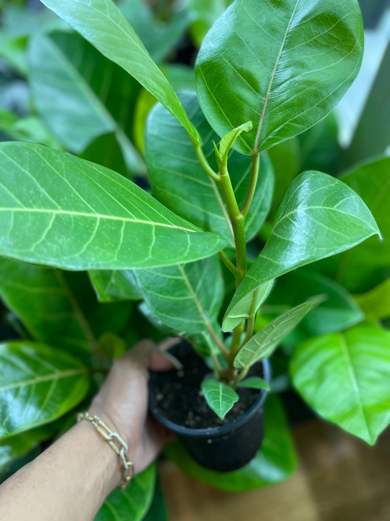 Ficus Altissima Variegated