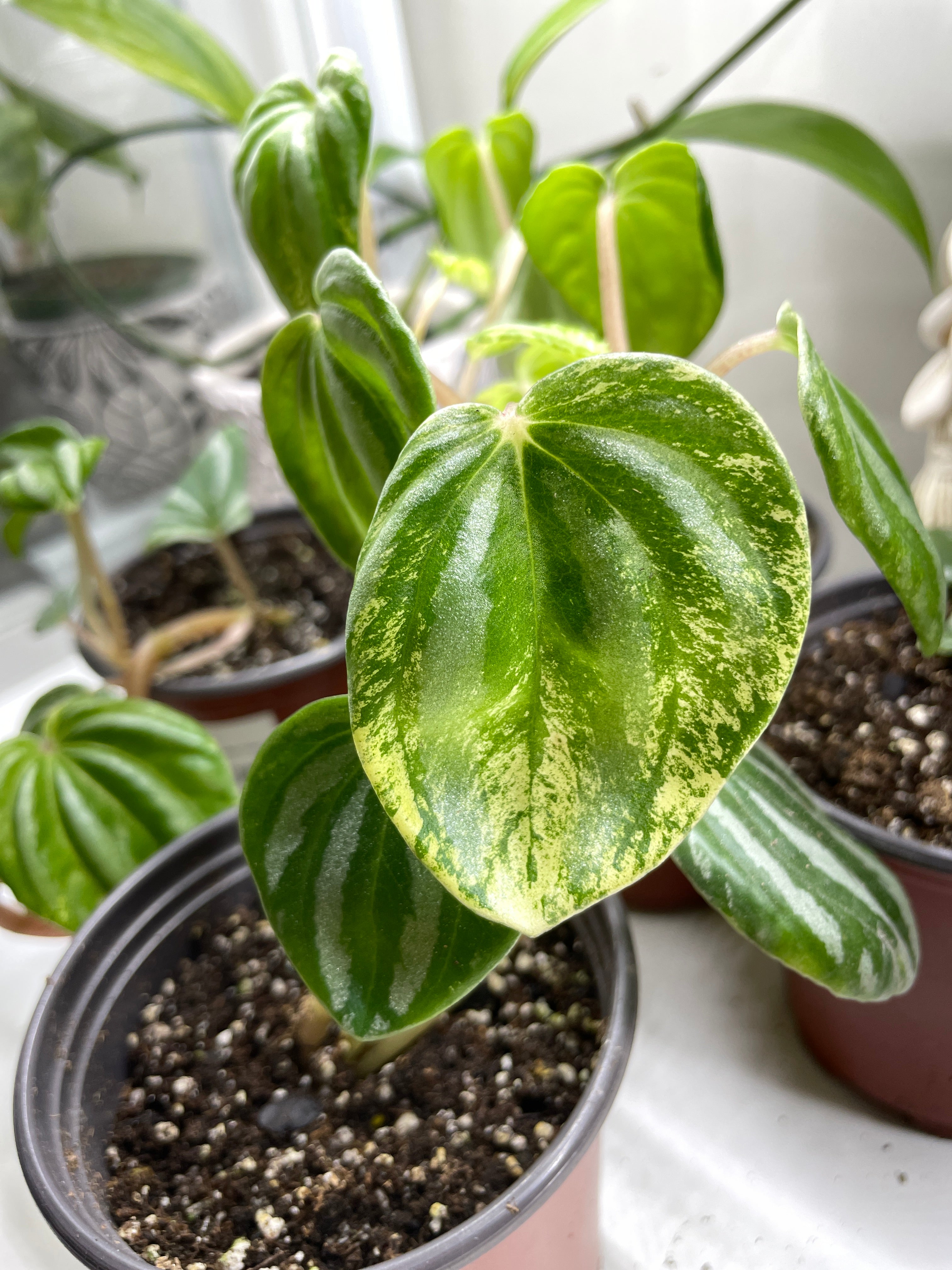 Peperomia watermelon variegated