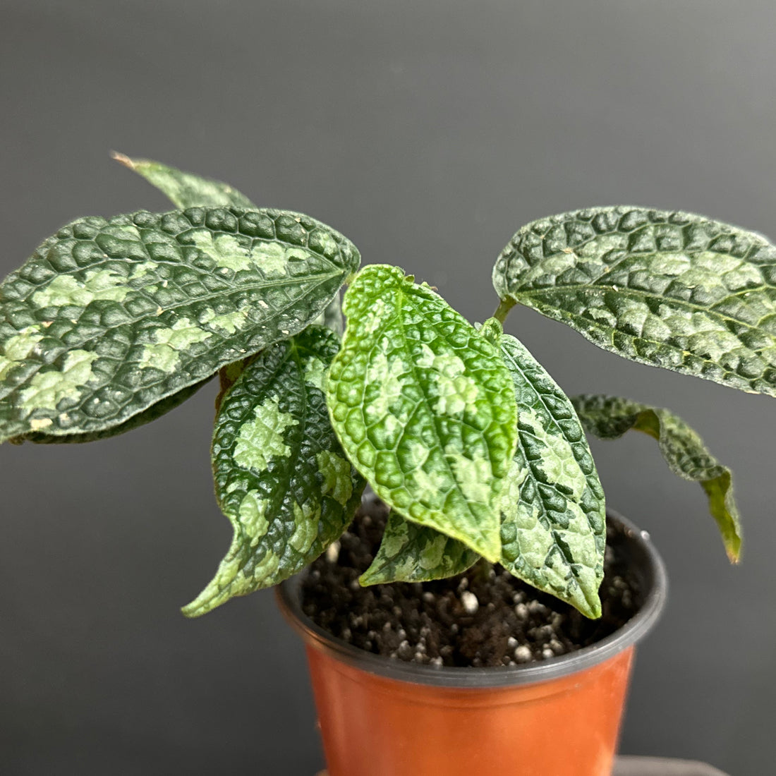 Elatostema sp. Taiwan