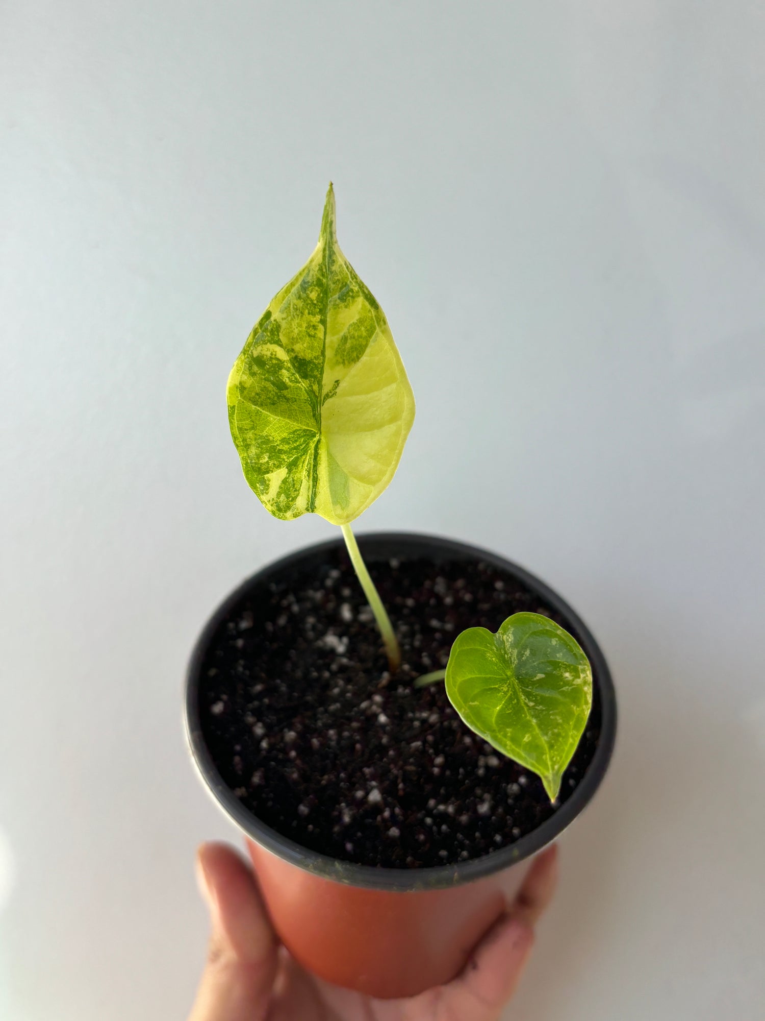 Alocasia Dragon Scale Aurea Variegated