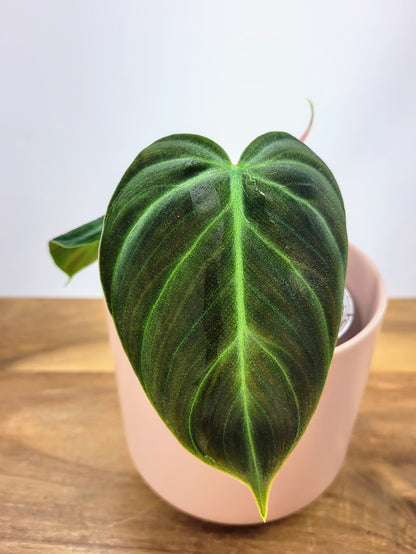 Philodendron Luxurians