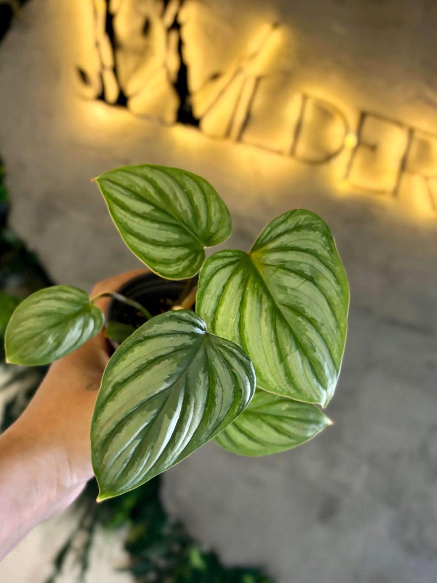 Philodendron Mamei Silver