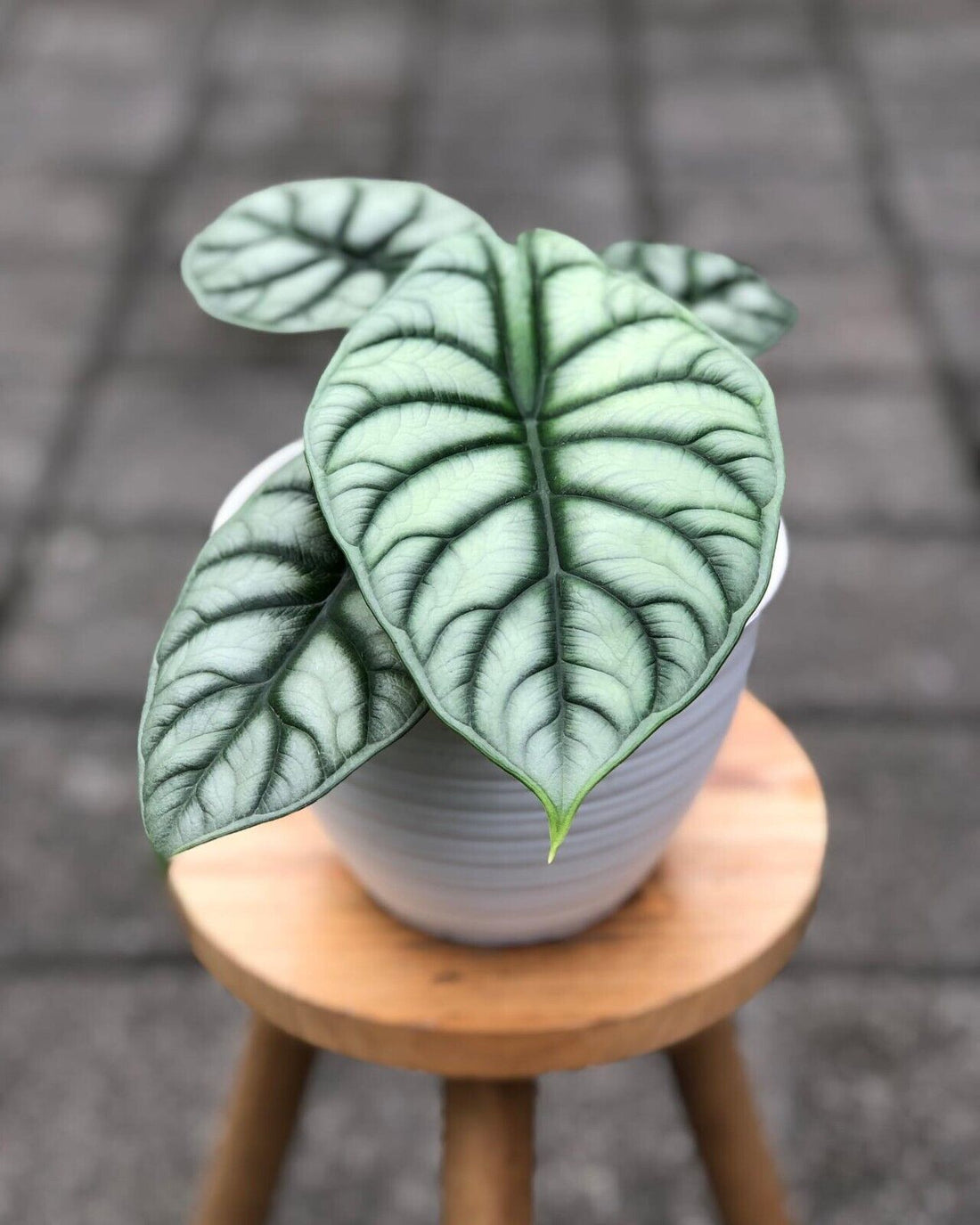 Alocasia Silver Dragon