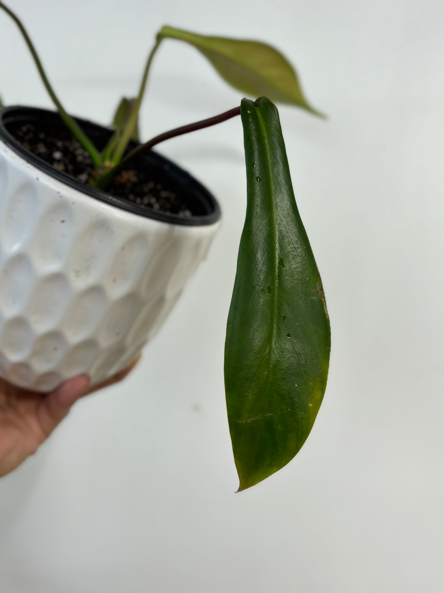 joepii philodendron care Philodendron Joepii – Wilderly