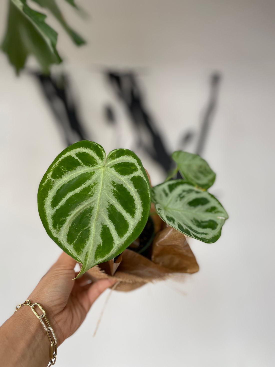 Anthurium Silver Blush 4"