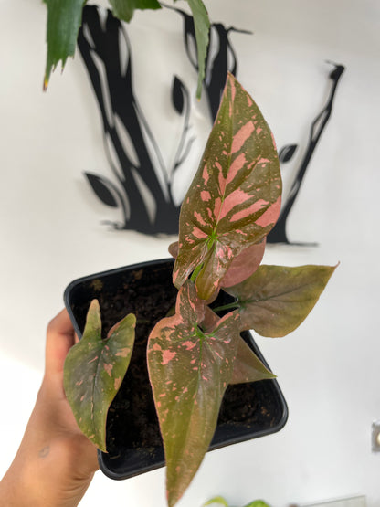 Syngonium Pink Splash