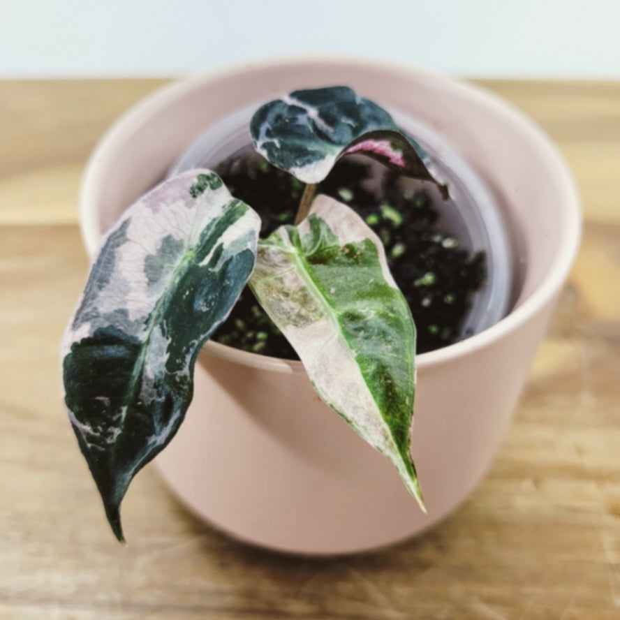 Alocasia Amazonica Polly Variegated