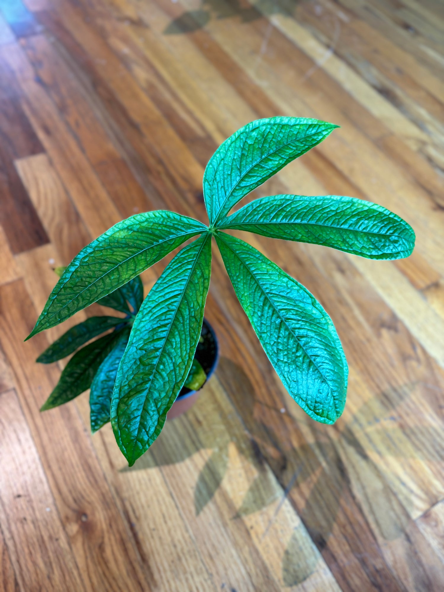 Anthurium Crocodile Hands