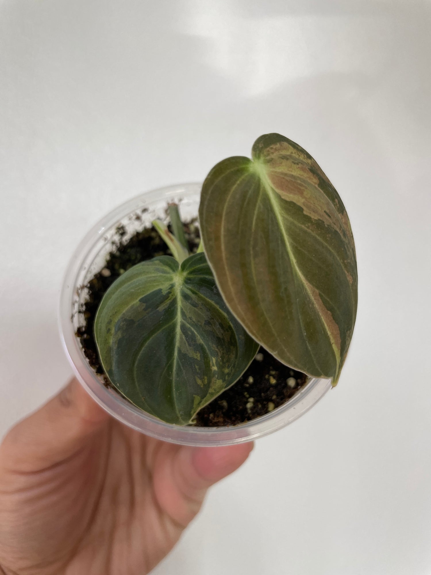 Philodendron Melanochrysum variegated