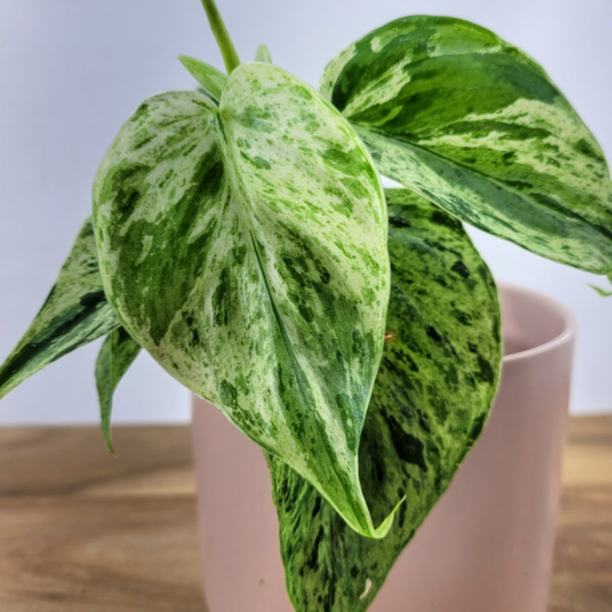 Philodendron Hederaceum Variegated (Heart Leaf)