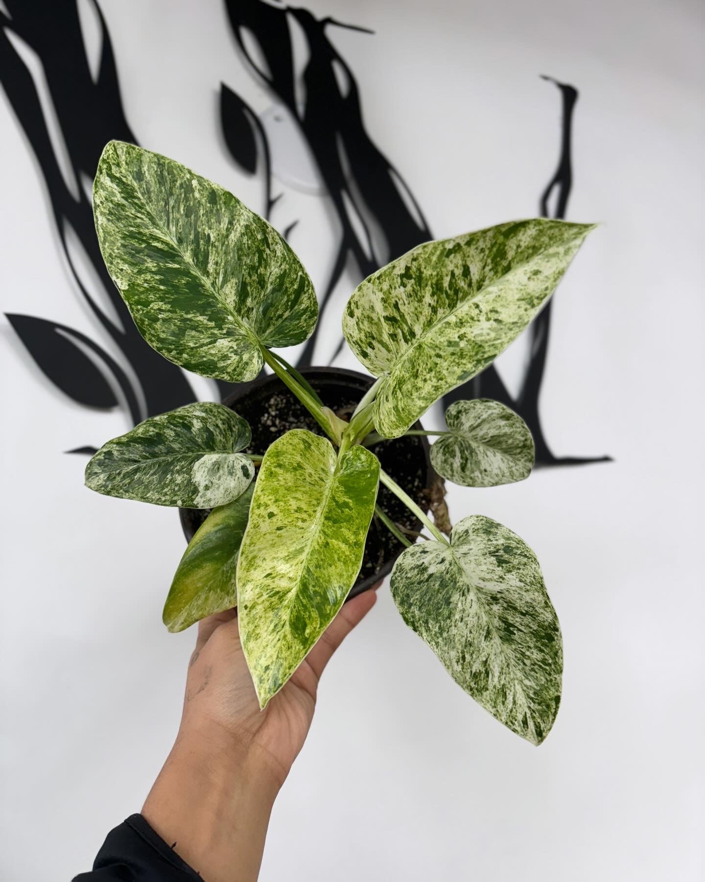 Philodendron Giganteum Marbled Variegated