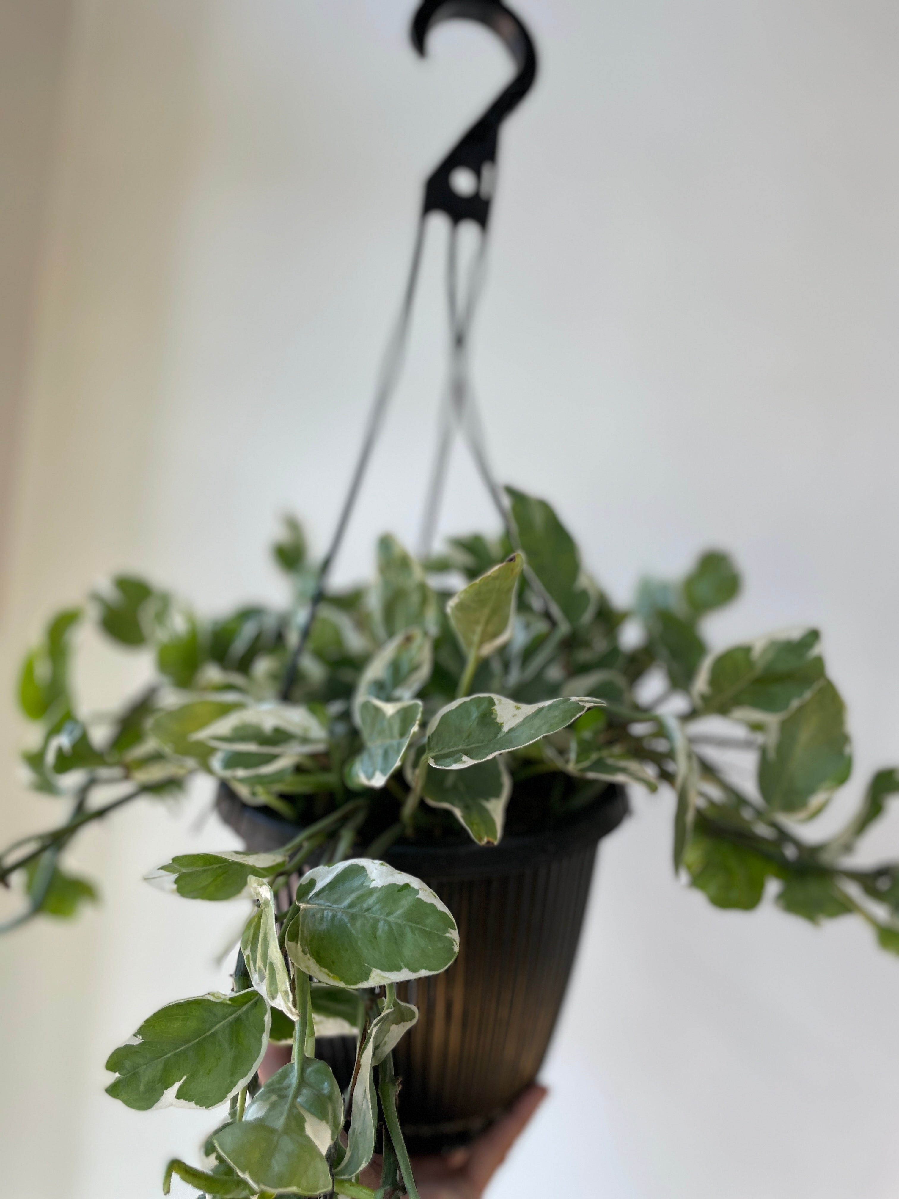 Pearl and Jade Pothos 8&