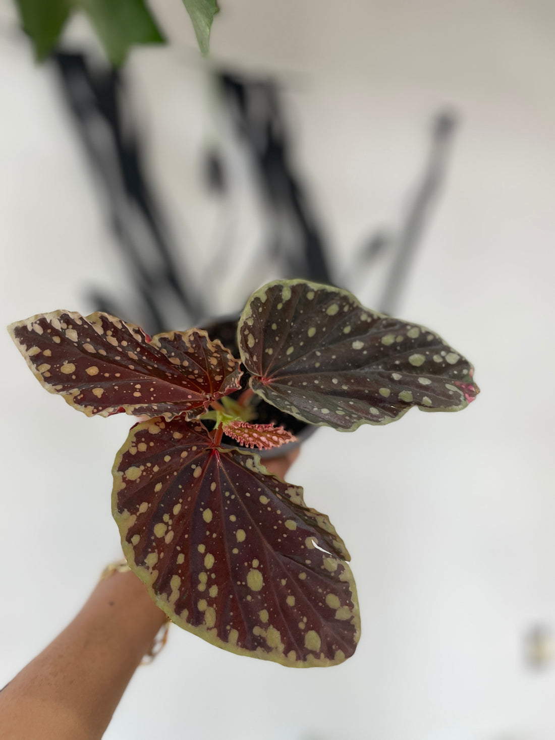 Begonia Dinhdui x Umbellata