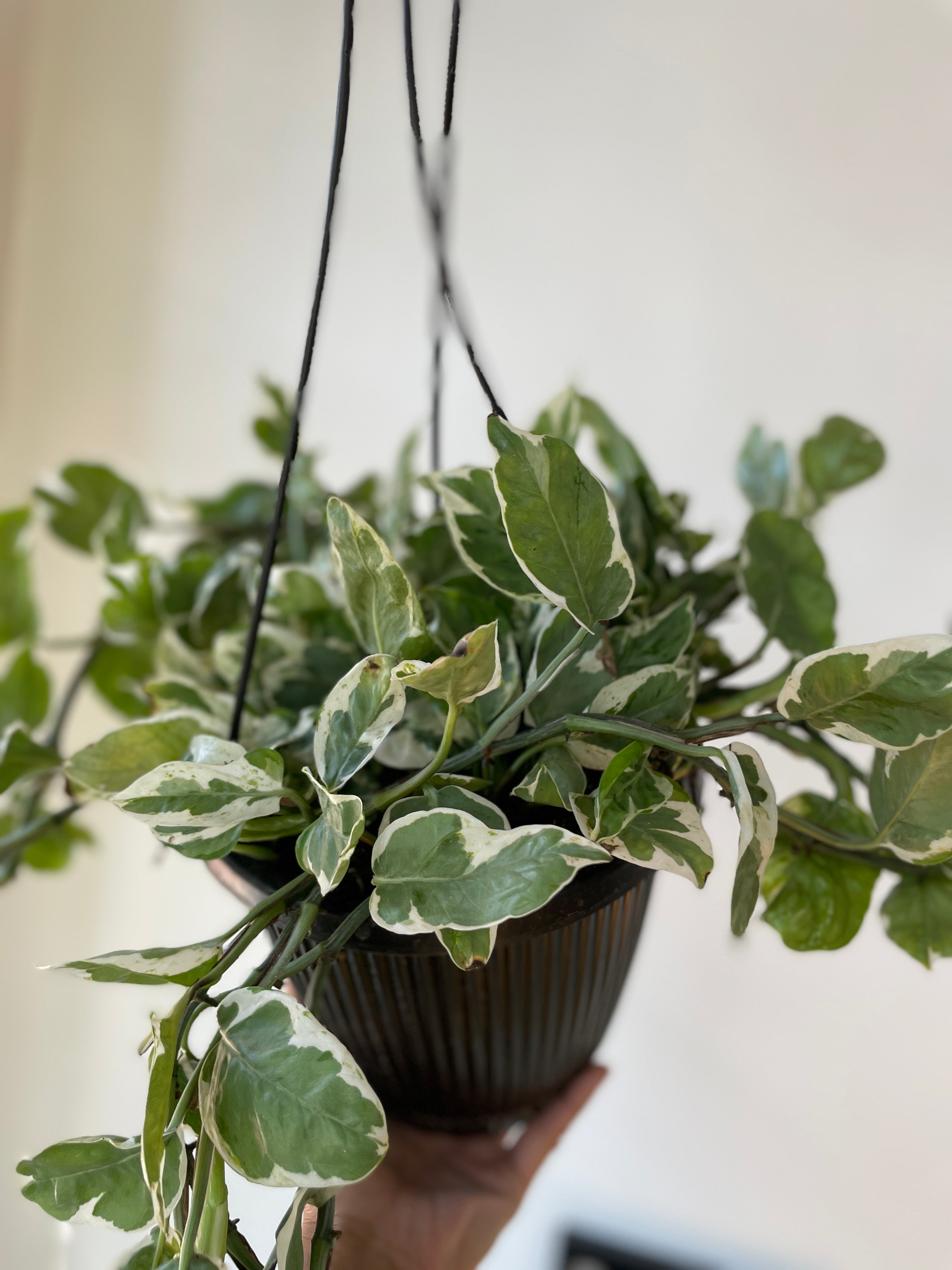 Pearl and Jade Pothos 8&