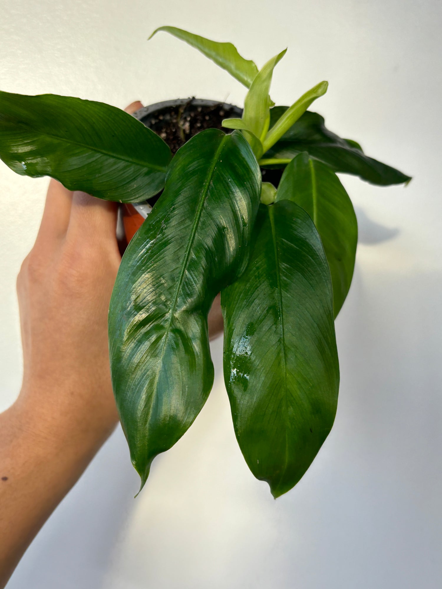 Philodendron Patriciae (small)