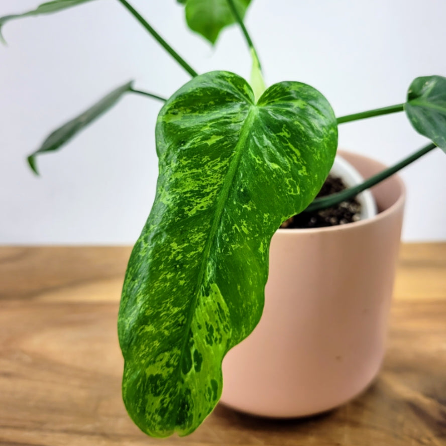 Philodendron Molted Dragon (M)