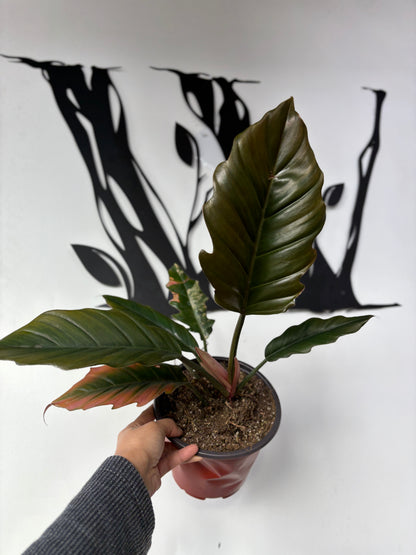 Philodendron Caramel Marble Large