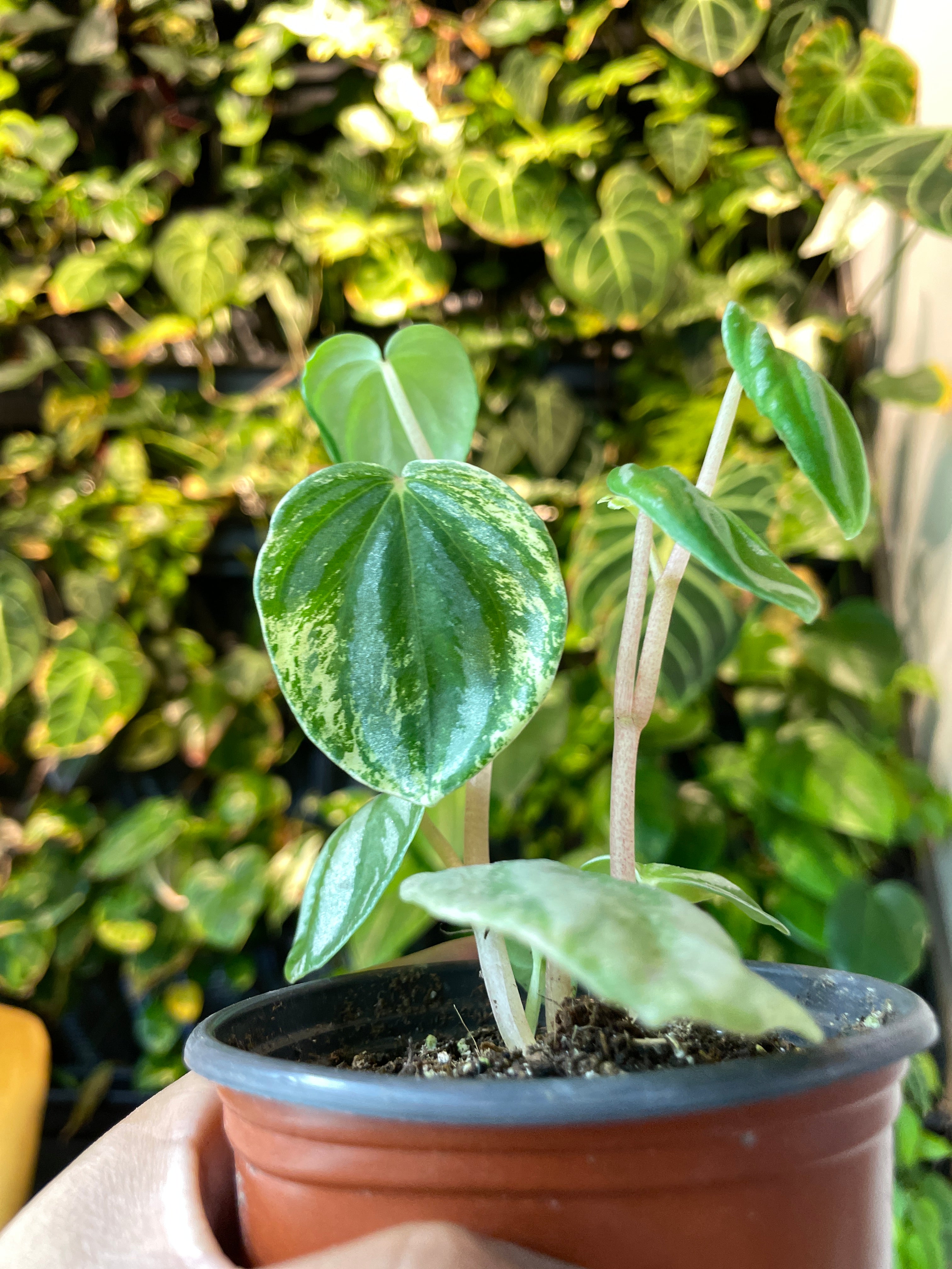 Peperomia watermelon variegated